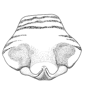speciesimage