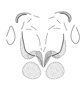 speciesimage