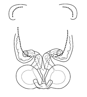 speciesimage