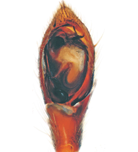 speciesimage