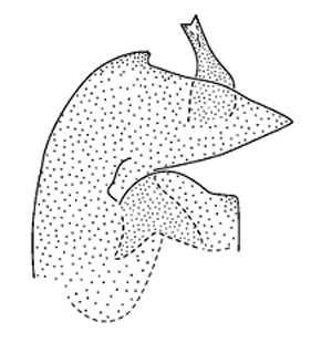 speciesimage