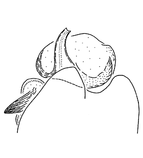 speciesimage