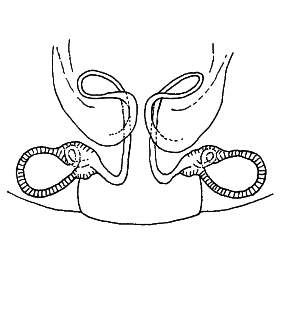 speciesimage