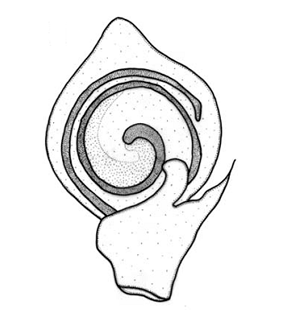 speciesimage