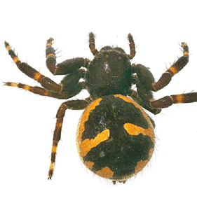 speciesimage