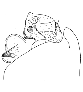 speciesimage