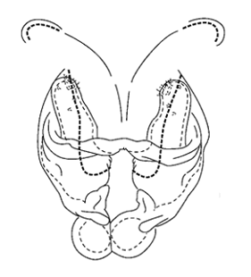 speciesimage