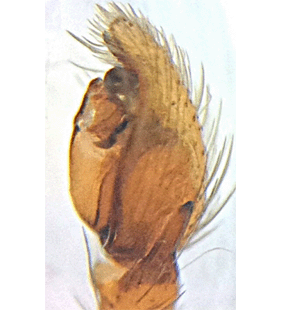 speciesimage