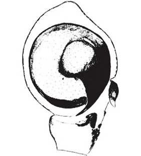 speciesimage