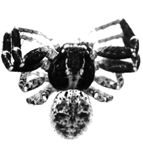 speciesimage
