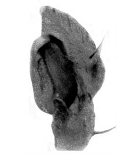 speciesimage