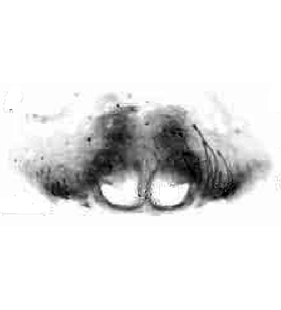 speciesimage