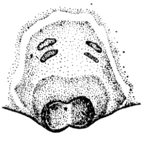 speciesimage