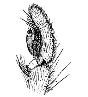speciesimage