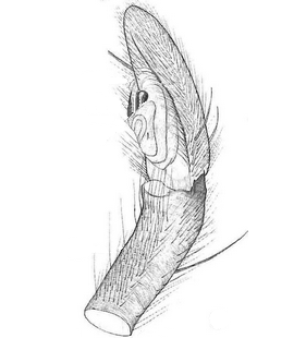 species