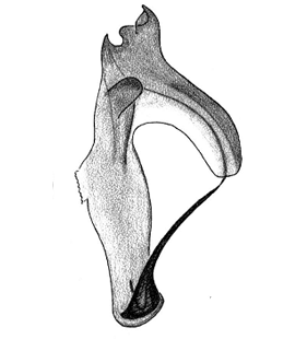 speciesimage