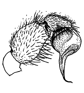 speciesimage