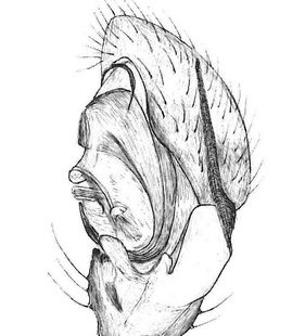 species