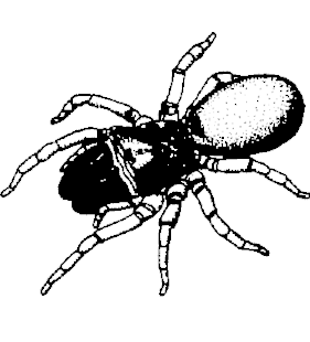 speciesimage
