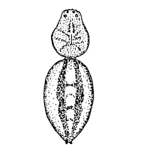 speciesimage
