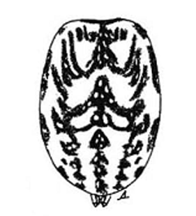 speciesimage