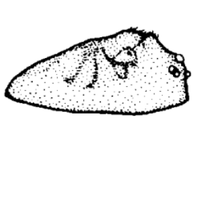 speciesimage