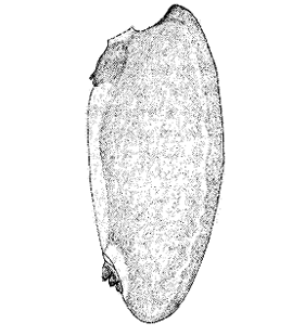 speciesimage