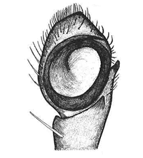 species