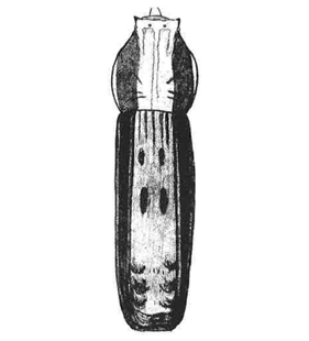 species