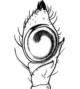 species
