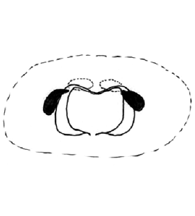 speciesimage