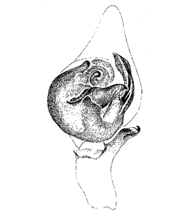 speciesimage