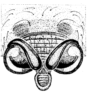 speciesimage