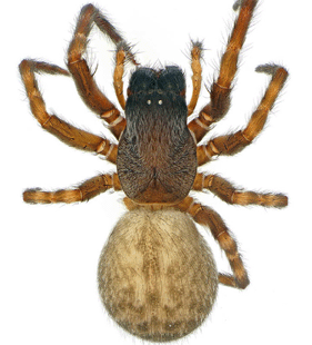 species