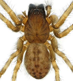 species