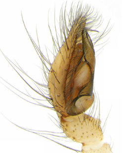 species