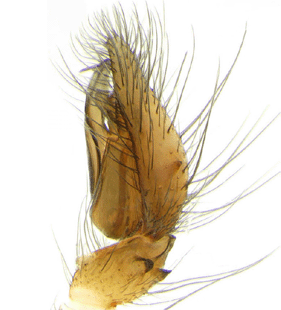 species