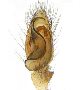 species