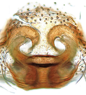 species