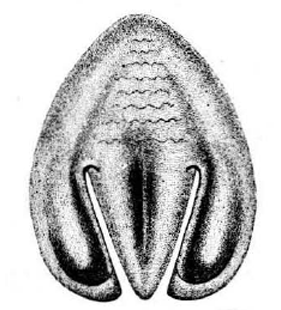 speciesimage