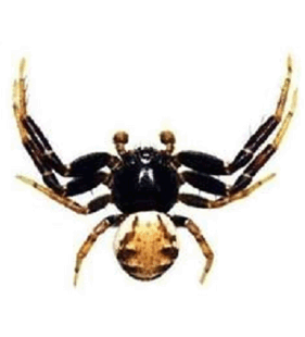 speciesimage