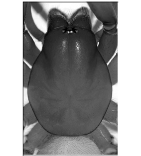 speciesimage