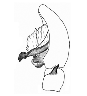 speciesimage