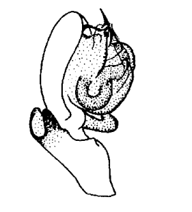 species