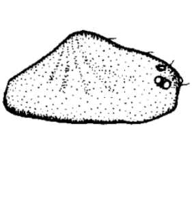 species