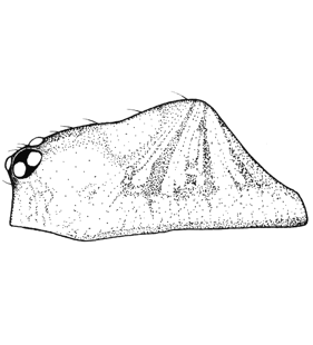 species