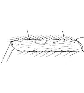 species