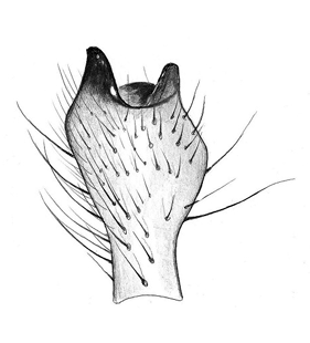 species