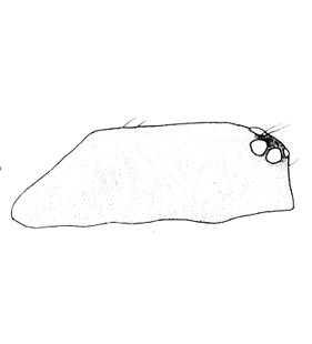 species
