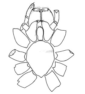 speciesimage